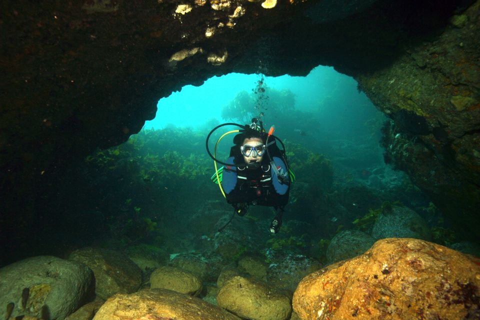 Warkworth: Full-Day Scuba Dive Charter at Hen and Chickens - Experience Highlights