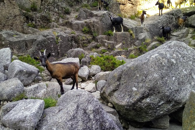 Waterfalls, Heritage and Nature in Gerês Park - From Porto - Cultural Heritage Sites Visits