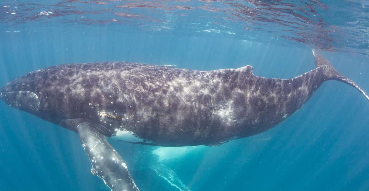 Western Australia: Swim With Humpback Whales - Booking Details