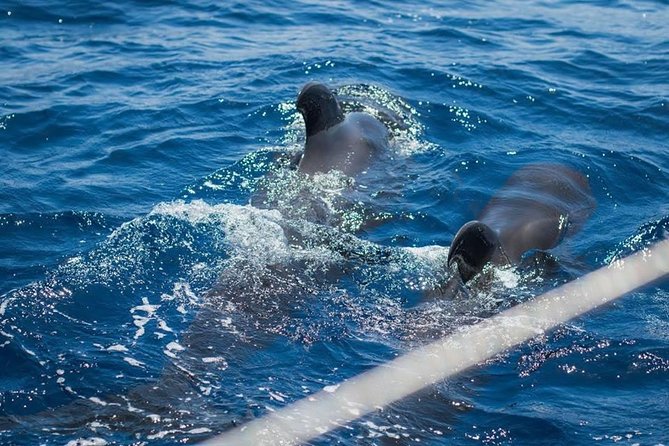 Whale and Dolphin Watching Cruise With Snacks & Open Bar - Cancellation Policy Details