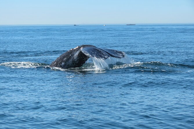Whale and Dolphin Watching in San Diego - Additional Information