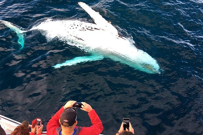 Whale & Dolphin Watching Cruise in Puerto Vallarta All Inclusive - Tour Details