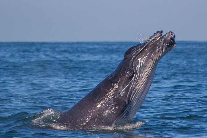 Whale Encounter Puerto Vallarta - Cancellation Policy