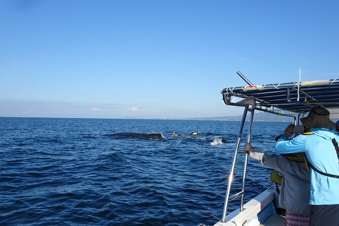 Whale Research Adventure - Leaded by Marine Biologist. - Customer Experiences