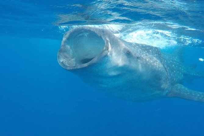 Whale Shark Adventure in Isla Mujeres and Cancun - Booking Information