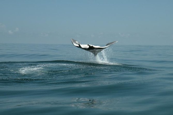 Whale Shark and Snorkeling Adventure From Isla Holbox - Meeting and Pickup Details