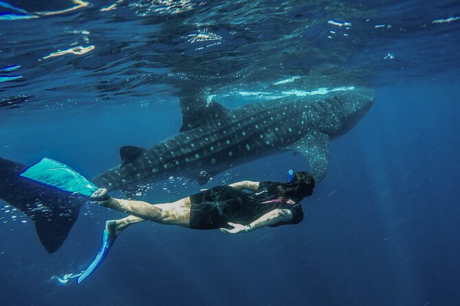 Whale Shark Encounter Full-Day All Inclusive Tour From Riviera Maya - Transportation Details