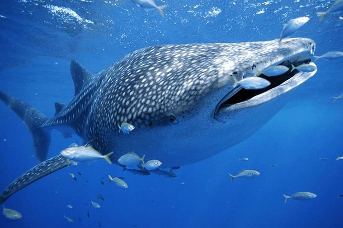 Whale Sharks Small-Group Tour in Cancun and Riviera Maya - Activities and Inclusions