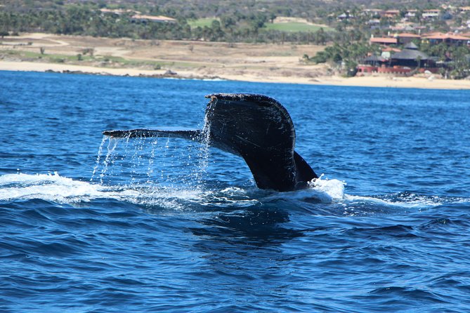 Whale Watching in Cabo San Lucas on Board Our Luxury Trimaran! - Expert Guides