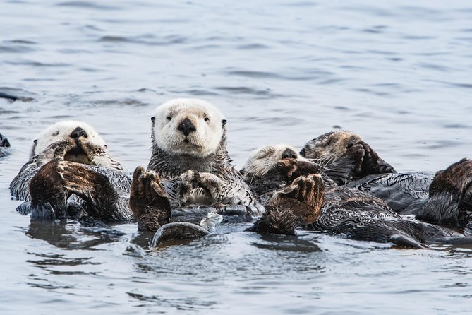 Whale Watching Monterey Bay Semi-Private Limited to 6 People Max - Customer Reviews