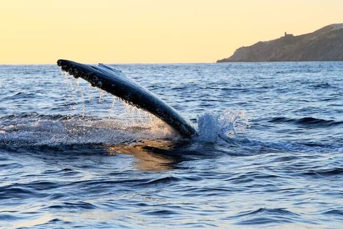 Whale Watching Tour in Los Cabos - Customer Experience Insights