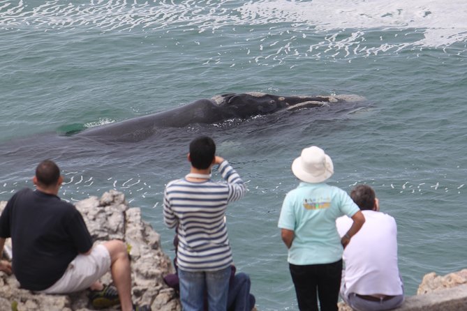Whale Watching Walking Tours (Land-Based) - From JUNE - Pickup and Drop-off Details