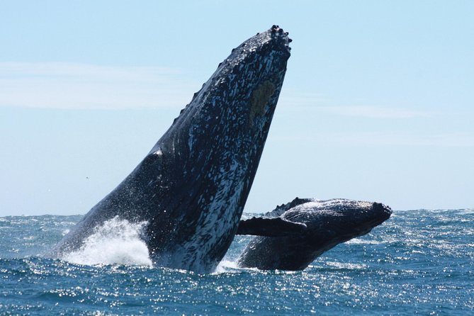Whale Watching Zodiac in Cabo San Lucas With Comp Transportation - Pickup and Transportation Details