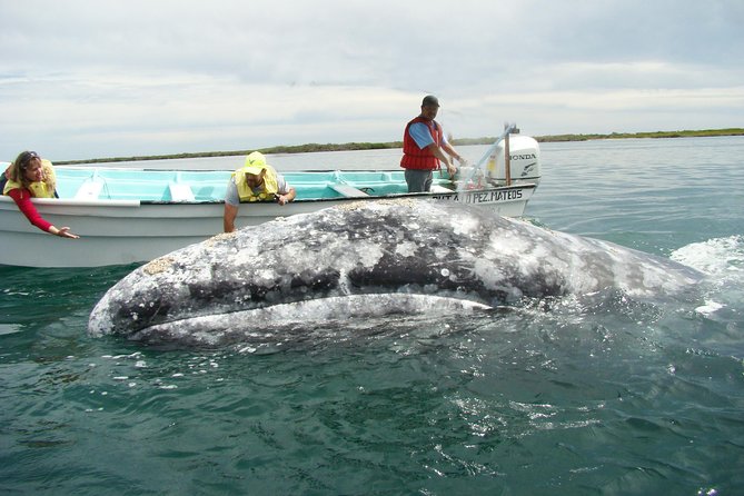 Whales Tour From La Paz - Expectations During the Tour