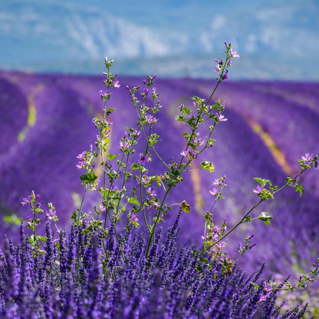 Wild Alps, Verdon Canyon, Moustiers Village, Lavender Fields - Full Itinerary