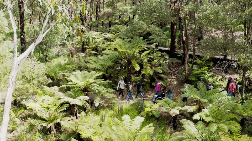 Wildlife Wonders: Great Ocean Road Dawn Discovery Tour - Activity Highlights