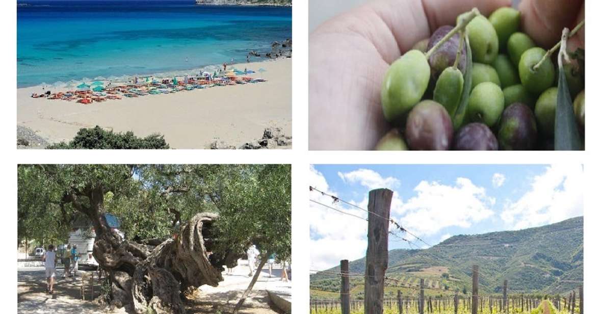 Wine and Olive, Falasarna Beach Day Tour - Activity Highlights