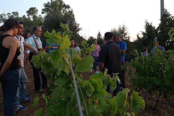 Wine Tour Aroud Vineyards of Cagliari - Tasting Experiences