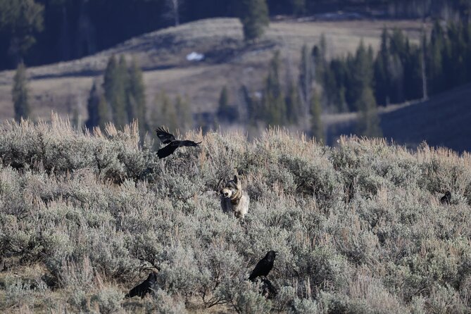 Yellowstone Full-Day Upper Loop With Wildlife Adventure W/Lunch - Lunch Details