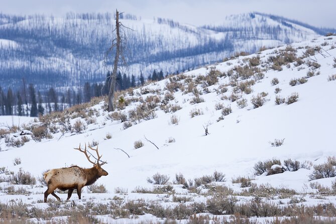 Yellowstone Full Day Winter Tour (With Optional Hike or Snowshoe) - Inclusions and Logistics