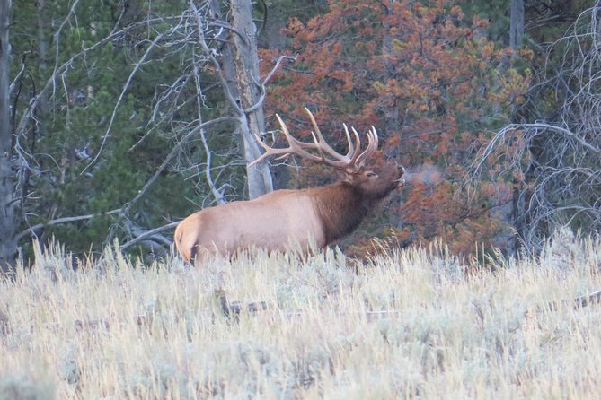 Yellowstone National Park - PRIVATE Full-Day Lower Loop Tour From Jackson Hole - Review Authenticity