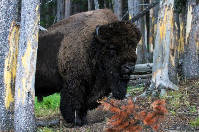 Yellowstone Private Upper Loop Tour With Lunch - Wildlife Spotting Opportunities