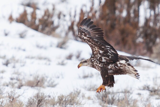 Yellowstone Snowshoe Safari From Bozeman - Private Tour - Itinerary Overview