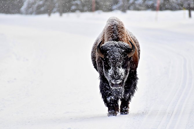 Yellowstone Winter Wildlife, Mammoth Hot Springs Private Tour  - Bozeman - Wildlife Spotting Opportunities