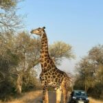 3 day kruger national park safari from johannesburg 3-Day Kruger National Park Safari From Johannesburg