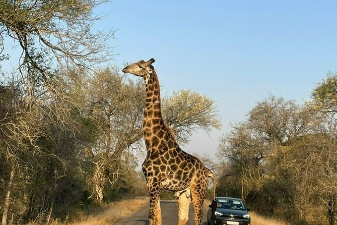 3-Day Kruger National Park Safari From Johannesburg - Key Points