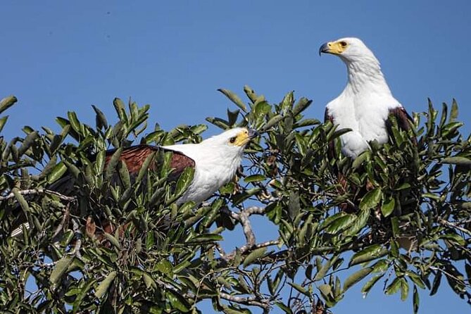 3 Day Kruger National Park Safari & Panorama Route - Traveler Experiences