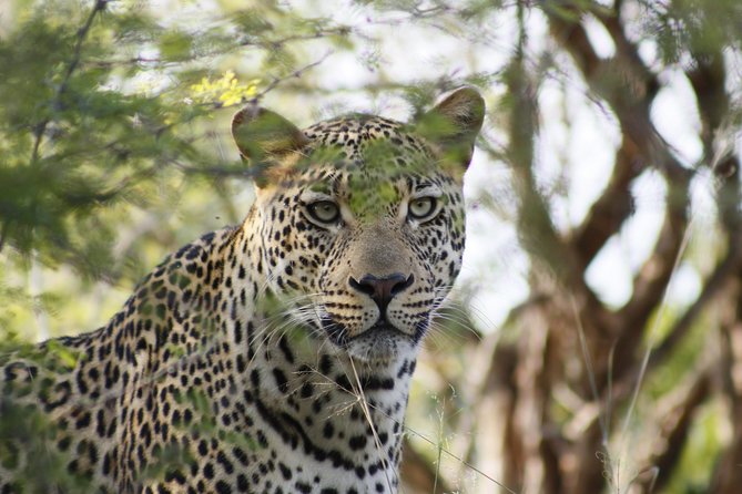 3 Day Private Authentic Kruger Park Experience - Experience Highlights in Kruger Park