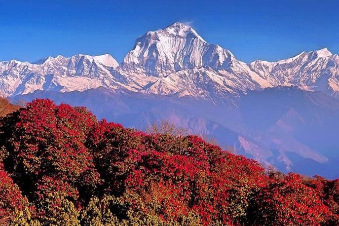 3 Days Ghorepani Poonhill Trek From Pokhara - Accommodation and Meals Included