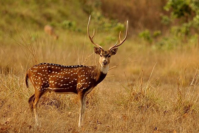 3 Days Koshi Tappu Wildlife Reserve Tour From Kathmandu - Key Points