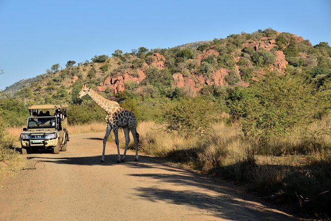3-Hour Private Game Drive of Pilanesberg National Park - Key Points