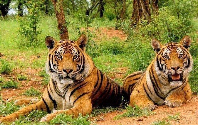 3-Hour Private Safari in Sariska Tiger Reserve - Key Points