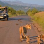 3 hour scheduled safari game drive in pilanesberg national park 3-Hour Scheduled Safari Game Drive in Pilanesberg National Park
