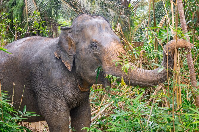 30-Minutes Guided Tour & Transfer to Khaolak Elephant Sanctuary - Key Points