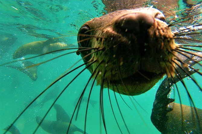 1.5-Hour Seal Viewing Boat Tour in Plettenberg Bay - Tour Inclusions