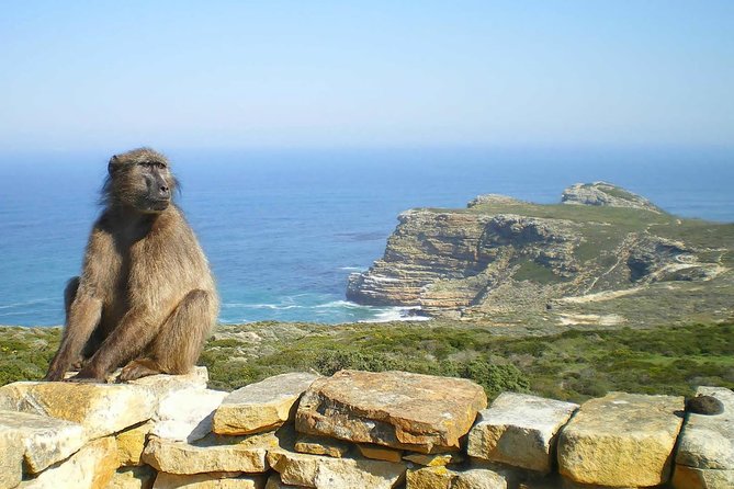 1 Day Cape Peninsula and Boulders Tour With Private Transfers - Itinerary Highlights