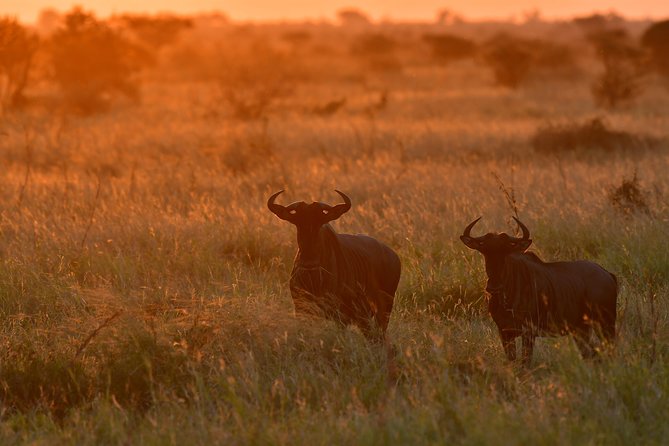 1 Day Skukuza Wildlife Photographic Safari - Kruger National Park - Expert Guide Information