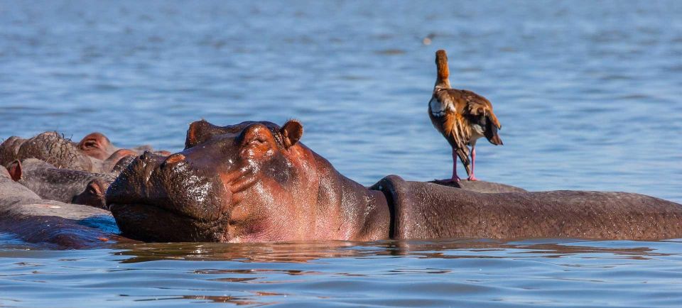 1 Day Trip to Hells Gate Park and Optional Lake Naivasha - Itinerary Details