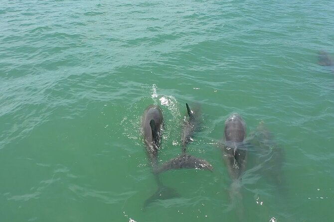 1-Hour Dolphin Sightseeing Adventure Cruise From Madeira Beach - Customer Support and Information