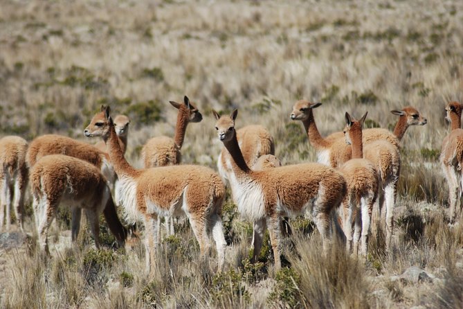 10-Day Tour From Lima: Amazon Jungle, Machu Picchu and Lake Titicaca - Cultural Delights at Lake Titicaca