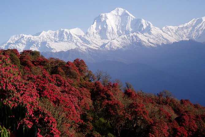 11-Days Trekking in Annapurna Base Camp - Accommodation Options