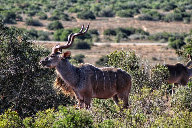 2 Day Addo Elephant Park Safari - Travel Logistics