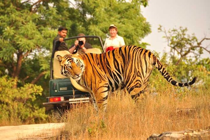 2-Days Private Ranthambhore Tiger Tour From Jaipur - Wildlife Spotting Opportunities