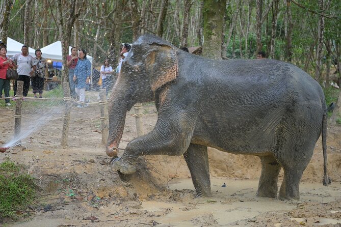 2 Days Raft, Ride, & Rescue Elephant Program in Khaolak - Elephant Encounter