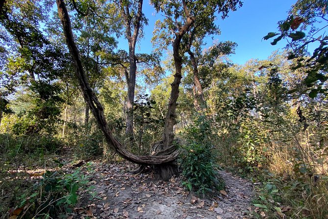 2 Hours Nature Walk in Chitwan National Park - Tips for a Memorable Nature Walk