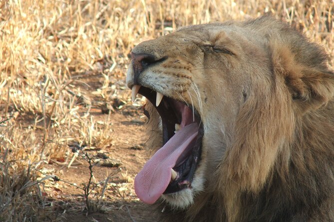 2 Nights Lion King Safari to Kruger From Nelspruit - Expert Guided Tours and Activities